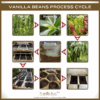 Vanilla beans process cycle