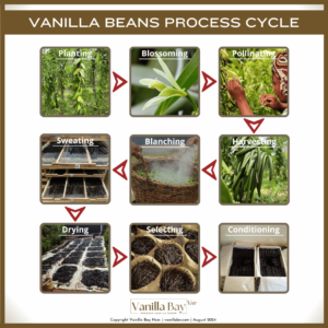 Vanilla beans process cycle