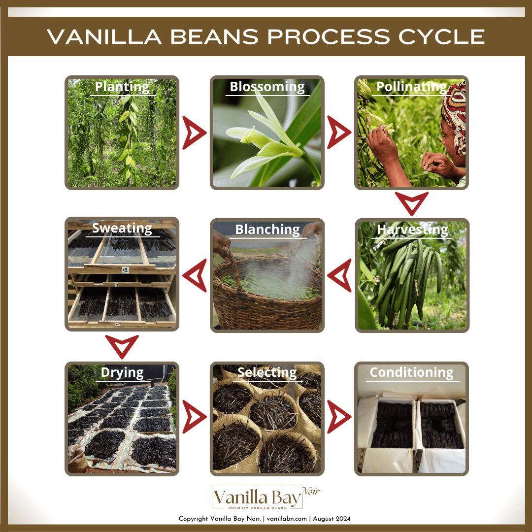 Vanilla beans process cycle