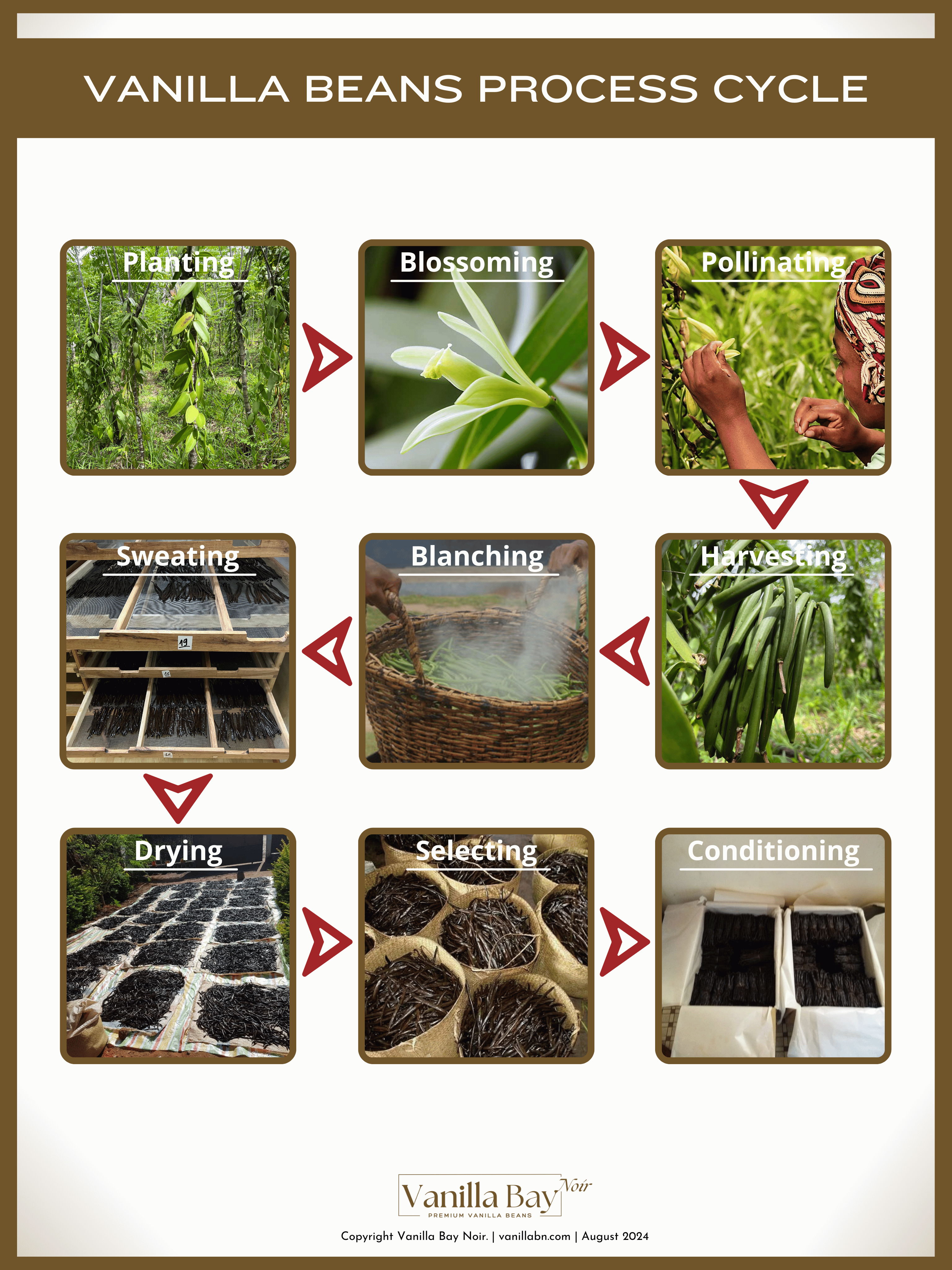 Vanilla beans process cycle