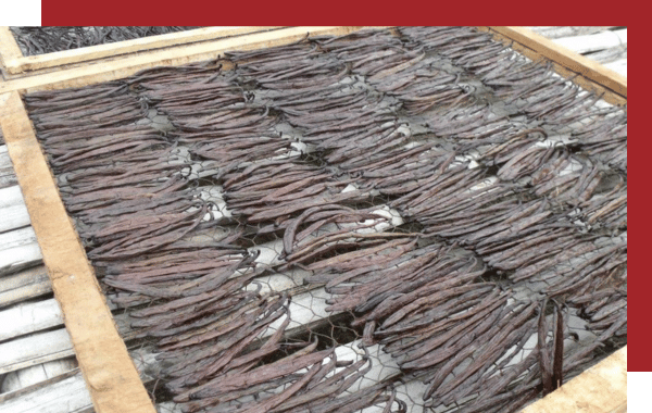 Vanilla Bay Noir Drying in the sun