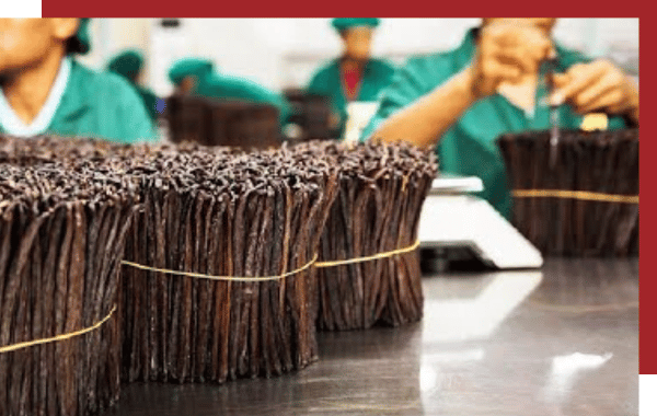 Vanilla Bay Noir Sorting & classification