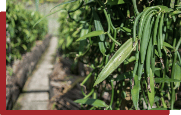 Sustainability at the Heart of Vanilla Bay Noir