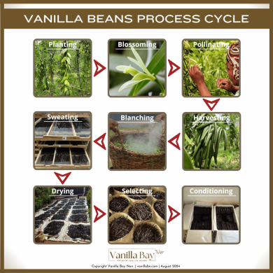 Vanilla beans process cycle